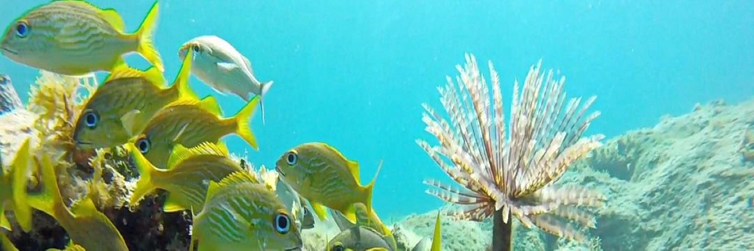Buceo en el litoral habanero. Un sueño para principiantes.
