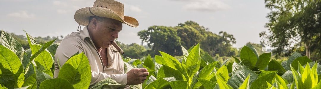 Experiencia única con Héctor Luis, el señor habano.